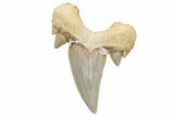 Fossil Shark Tooth (Serratolamna) - Morocco #226907-1
